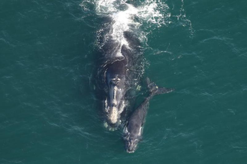 North Atlantic right whale Pediddle (#1012) and calf. This species was hunted nearly to extinction by commercial whalers in the 1800s, and continues to face threats from vessel strikes and entanglement in fishing gear. Credit: NOAA Fisheries
