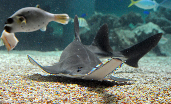 https://www.sciencetimes.com/articles/49242/20240315/critically-endangered-sawfish-wash-up-dead-dying-florida-shores-baffling.htm