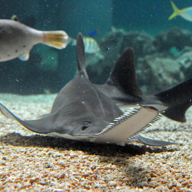 https://www.sciencetimes.com/articles/49242/20240315/critically-endangered-sawfish-wash-up-dead-dying-florida-shores-baffling.htm