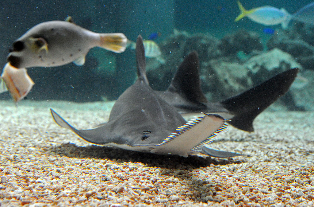 https://www.sciencetimes.com/articles/49242/20240315/critically-endangered-sawfish-wash-up-dead-dying-florida-shores-baffling.htm