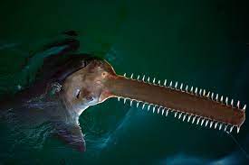 https://www.newsnationnow.com/us-news/southeast/sawfish-deaths-florida-keys-scientists/