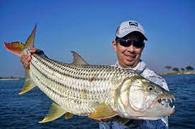 https://www.howtocatchanyfish.com/african-tigerfish.html