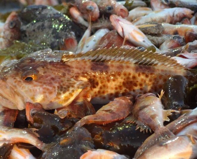 https://www.fisheries.noaa.gov/feature-story/climate-change-affects-different-us-west-coast-fishing-fleets-unequally