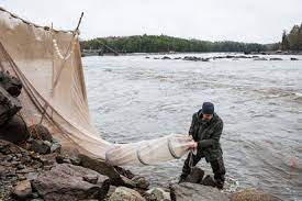 https://www.nationalgeographic.com/animals/article/glass-eel-elver-trafficking-fishing-unagi