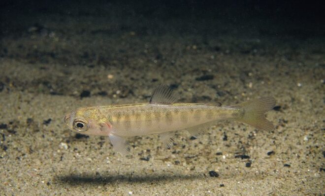 Juvenile Chinook salmon. Salmon habitat will be restored as part of the proposed settlement. Credit: U.S. Fish and Wildlife Service