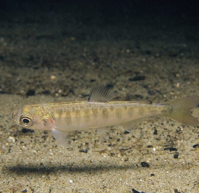 Juvenile Chinook salmon. Salmon habitat will be restored as part of the proposed settlement. Credit: U.S. Fish and Wildlife Service