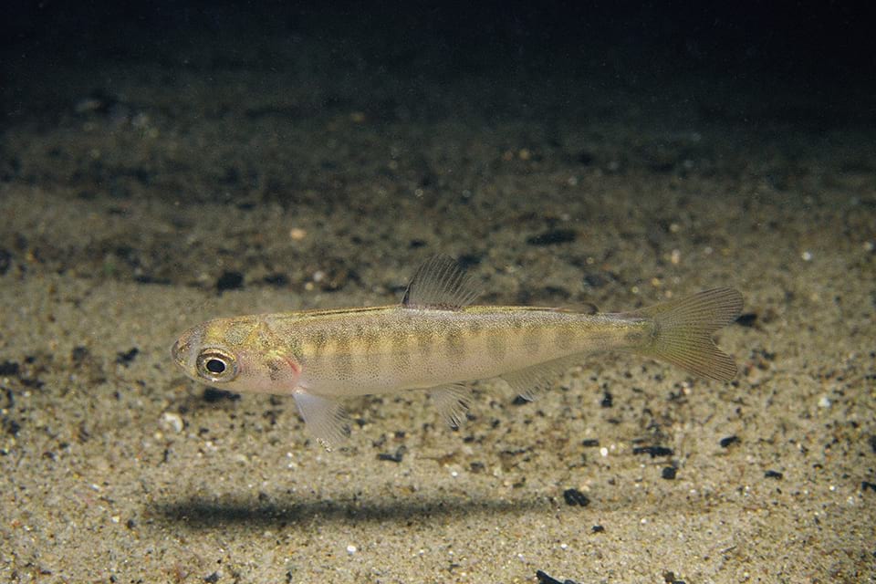 Juvenile Chinook salmon. Salmon habitat will be restored as part of the proposed settlement. Credit: U.S. Fish and Wildlife Service