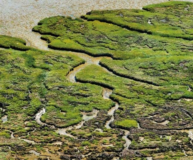 https://baynature.org/article/lines-in-the-mud/