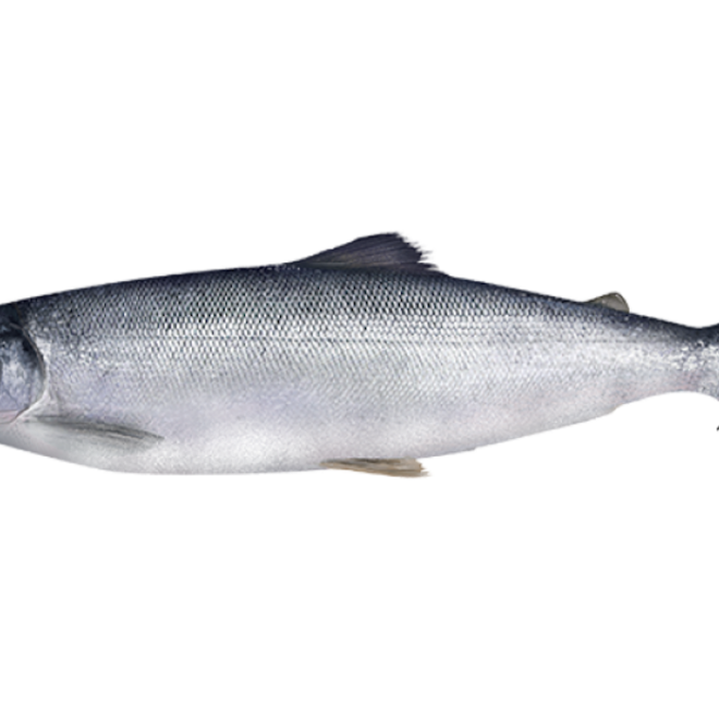 Atlantic Salmon (Protected) | NOAA Fisheries