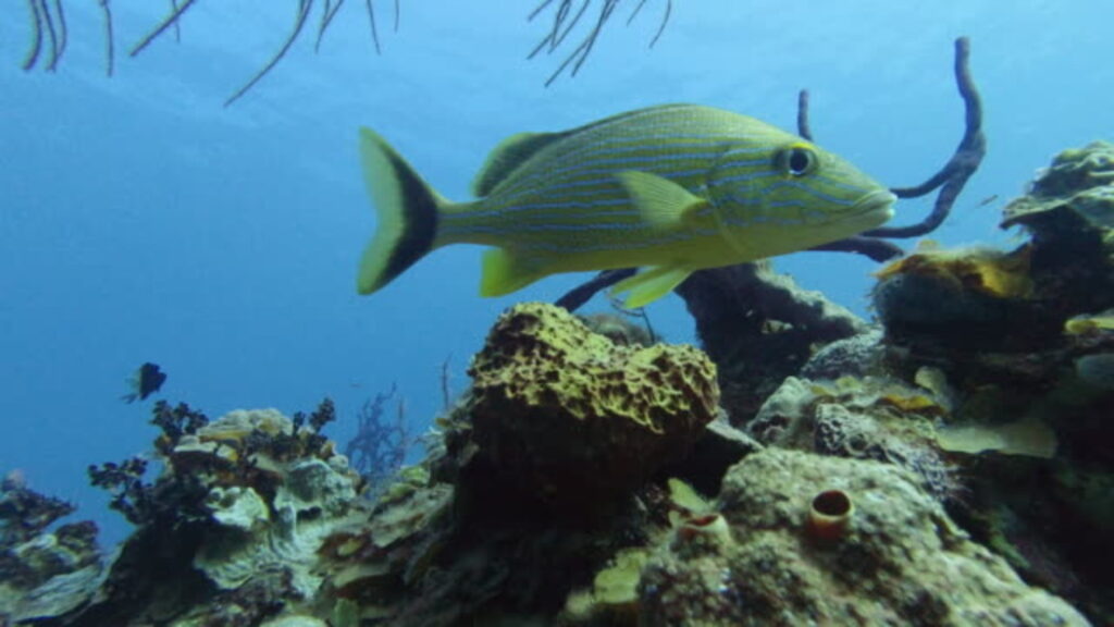 Close-Up 4k Underwater Shot Of Beautiful Bluestriped Grunt ( Swim Above Coral Reef In Tropical Sea At Summer.