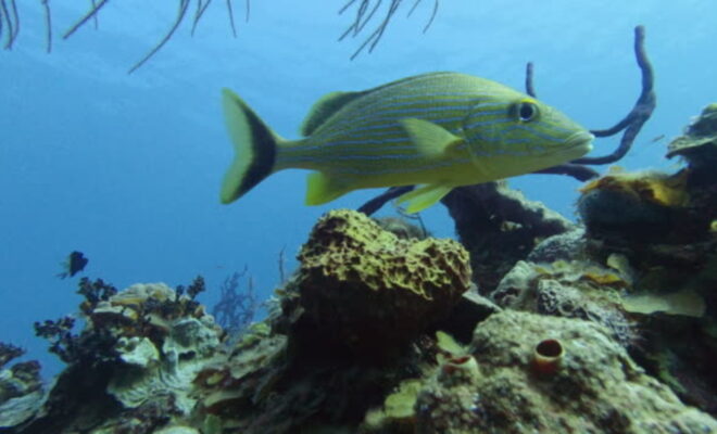 Close-Up 4k Underwater Shot Of Beautiful Bluestriped Grunt ( Swim Above Coral Reef In Tropical Sea At Summer.