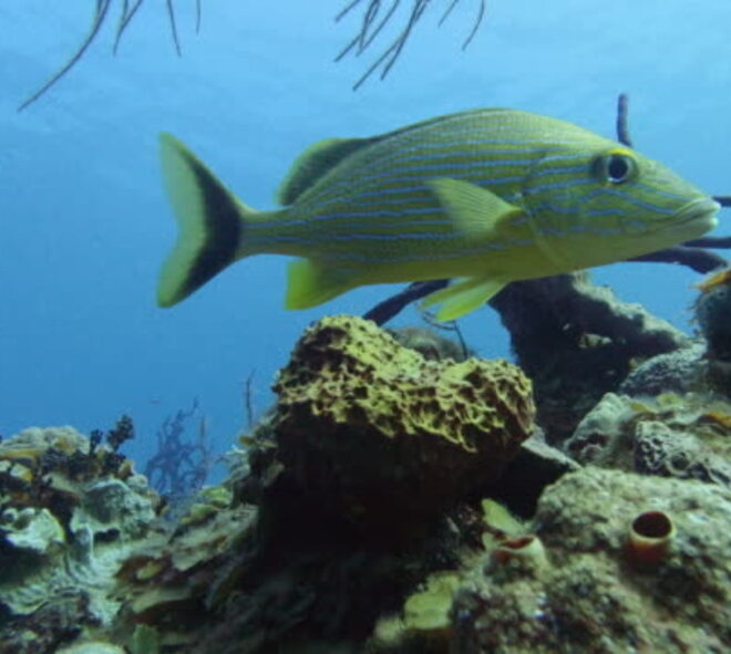 Close-Up 4k Underwater Shot Of Beautiful Bluestriped Grunt ( Swim Above Coral Reef In Tropical Sea At Summer.