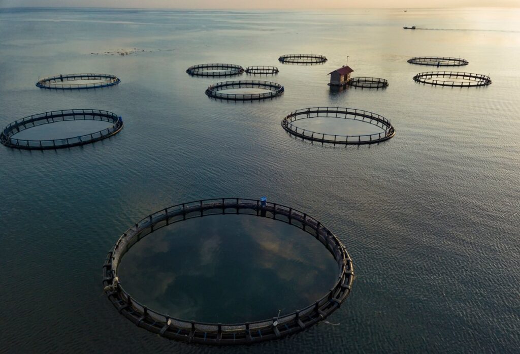 A diver free-dives to the bottom of a fish farm off the coast of the Big Island of Hawaii by civileats.com.