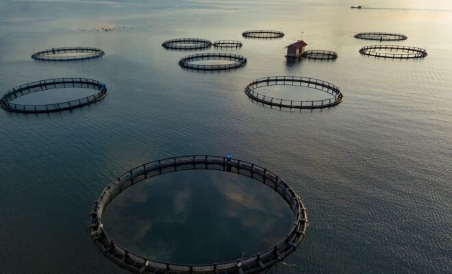 A diver free-dives to the bottom of a fish farm off the coast of the Big Island of Hawaii by civileats.com.