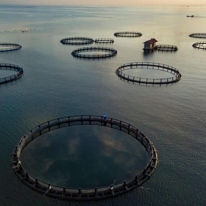 A diver free-dives to the bottom of a fish farm off the coast of the Big Island of Hawaii by civileats.com.