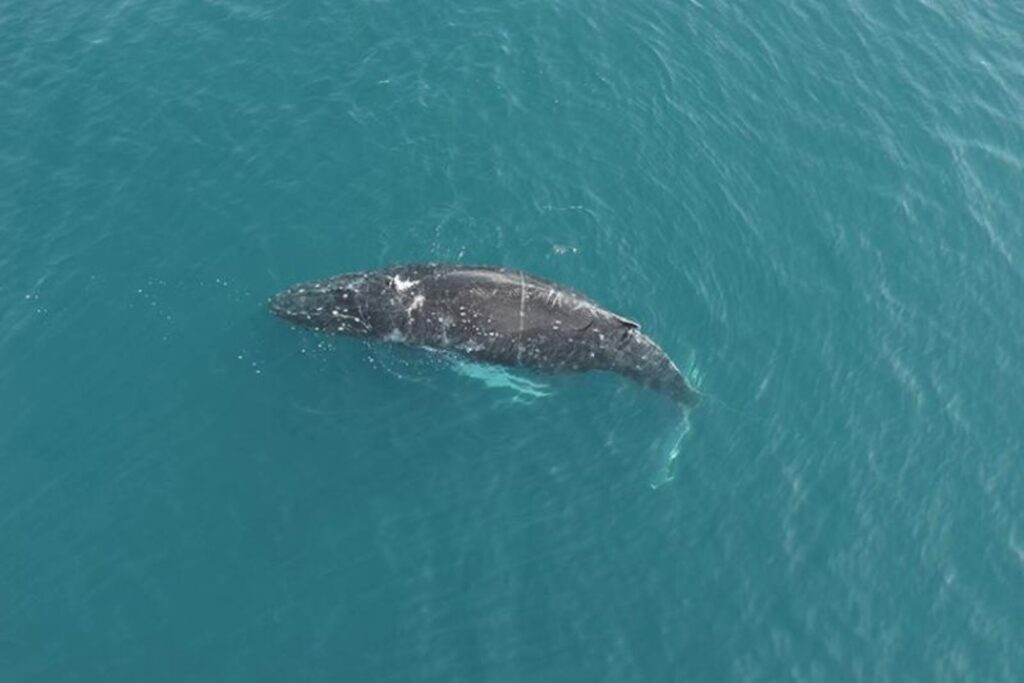 An entangled humpback whale in Iliuliuk Bay near the Port of Dutch Harbor, Alaska. Credit: City of Unalaska, taken under NOAA Fisheries Permit #24359.