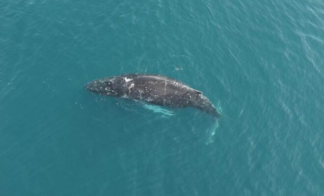 An entangled humpback whale in Iliuliuk Bay near the Port of Dutch Harbor, Alaska. Credit: City of Unalaska, taken under NOAA Fisheries Permit #24359.