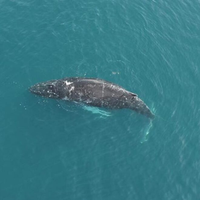 An entangled humpback whale in Iliuliuk Bay near the Port of Dutch Harbor, Alaska. Credit: City of Unalaska, taken under NOAA Fisheries Permit #24359.