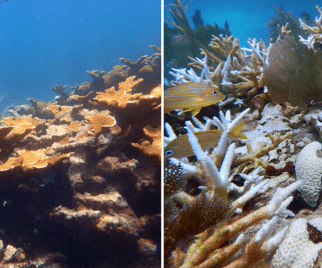 Credit: Ananda Ellis/NOAA
