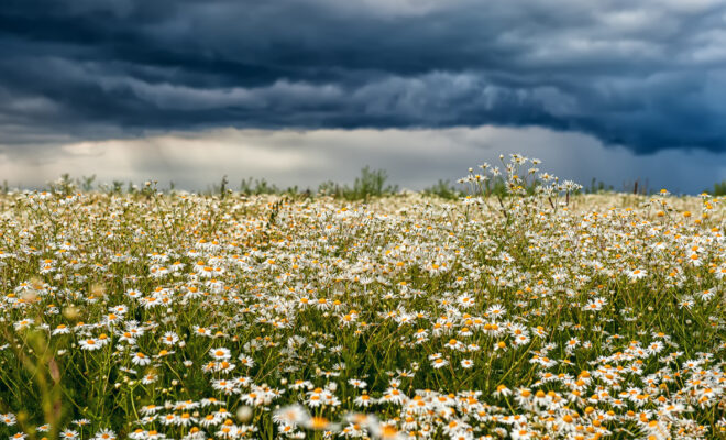 Field of chamomile flowers with storm clouds in the distance. (Image credit: Getty Images)