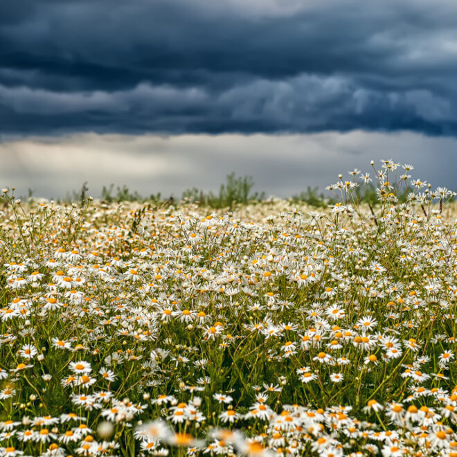 Field of chamomile flowers with storm clouds in the distance. (Image credit: Getty Images)
