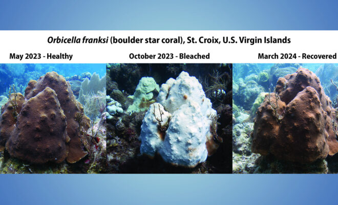 This three-panel image shows a boulder star coral in St. Croix, USVI, as it shifted from healthy (May 2023), to bleached (October 2023), to recovered (March 2024), following extreme marine heat stress throughout the Caribbean basin in 2023. (Image credit: NOAA)