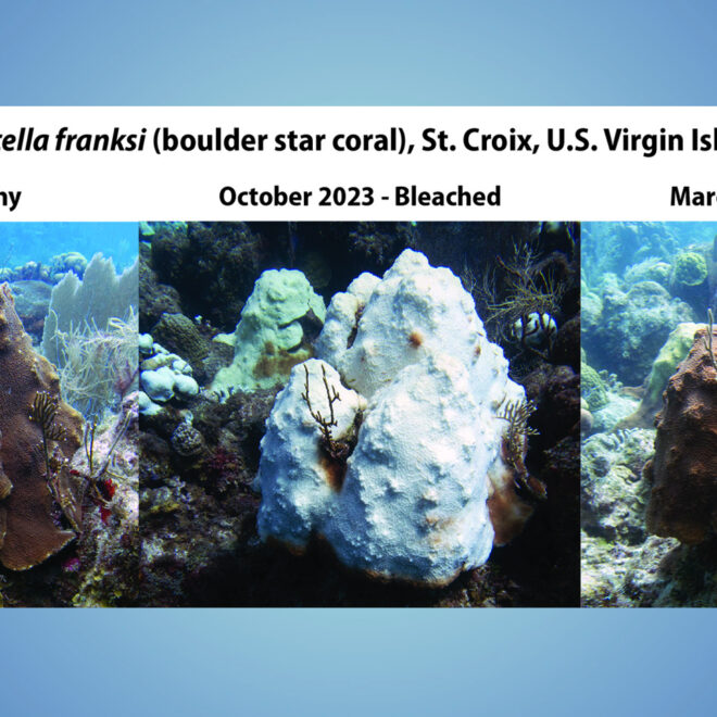 This three-panel image shows a boulder star coral in St. Croix, USVI, as it shifted from healthy (May 2023), to bleached (October 2023), to recovered (March 2024), following extreme marine heat stress throughout the Caribbean basin in 2023. (Image credit: NOAA)