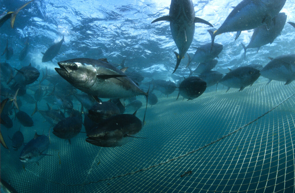 Image Credit: https://ocean.si.edu/conservation/fishing/sustainable-fishing