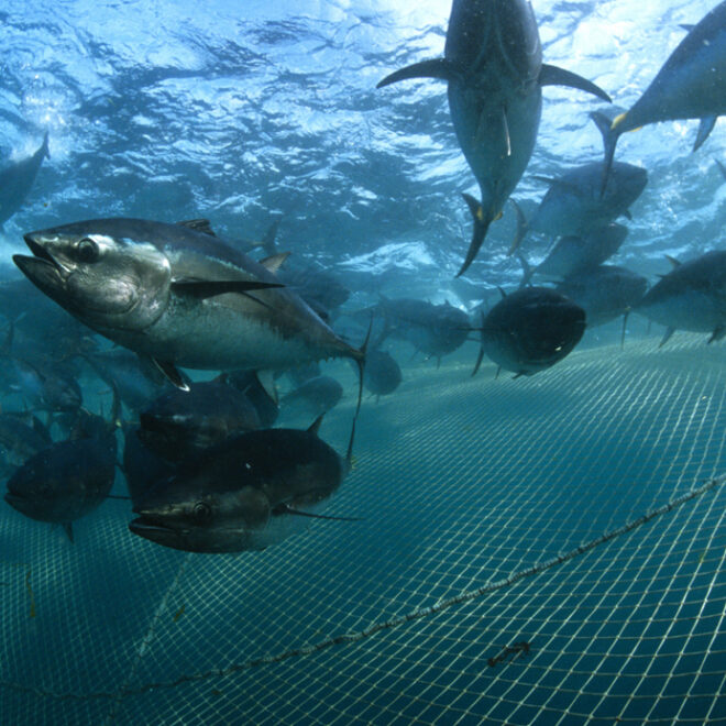 Image Credit: https://ocean.si.edu/conservation/fishing/sustainable-fishing