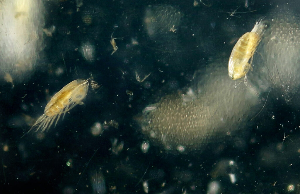 A species of zooplankton called Calanus finmarchicus floats in a sample jar in a laboratory at the Gulf of Maine Research Institute on Sept. 2, 2015. Credit: Gregory Rec/Portland Portland Press Herald via Getty Images)