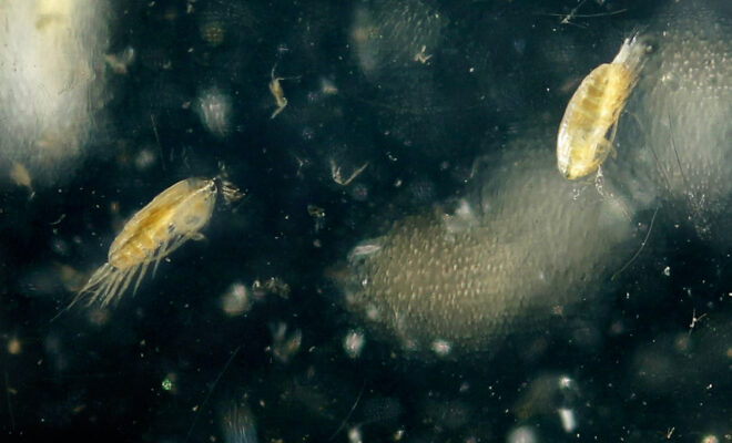 A species of zooplankton called Calanus finmarchicus floats in a sample jar in a laboratory at the Gulf of Maine Research Institute on Sept. 2, 2015. Credit: Gregory Rec/Portland Portland Press Herald via Getty Images)