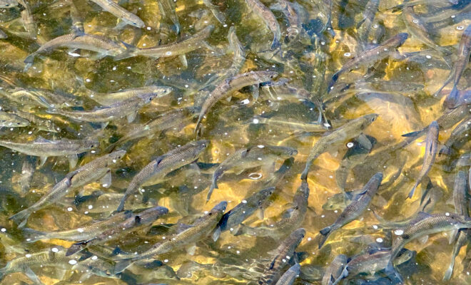 River herring migrating up a Cape Cod stream (Photo: Danielle Weissman/NOAA)