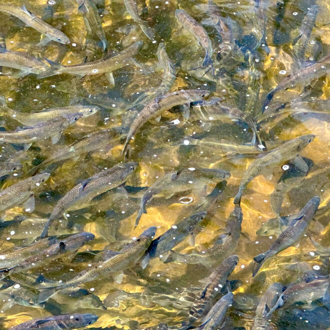 River herring migrating up a Cape Cod stream (Photo: Danielle Weissman/NOAA)