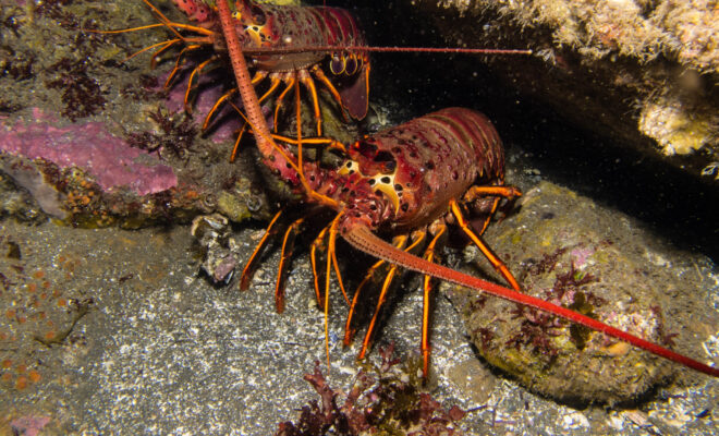 Image Credit: Nationalfisherman.com