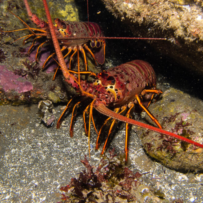 Image Credit: Nationalfisherman.com