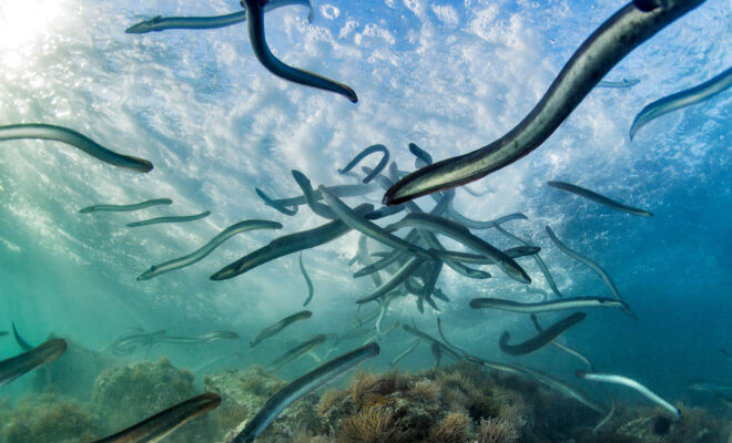 Image Credit: hakaimagazine.com