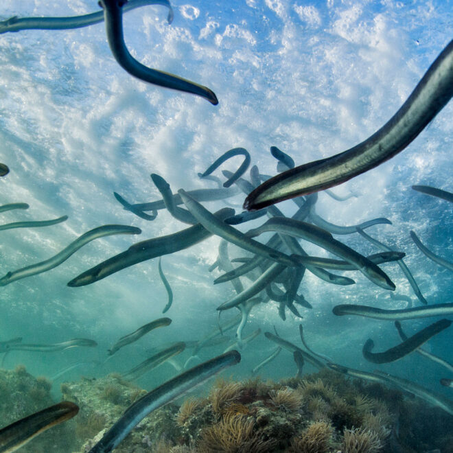 Image Credit: hakaimagazine.com
