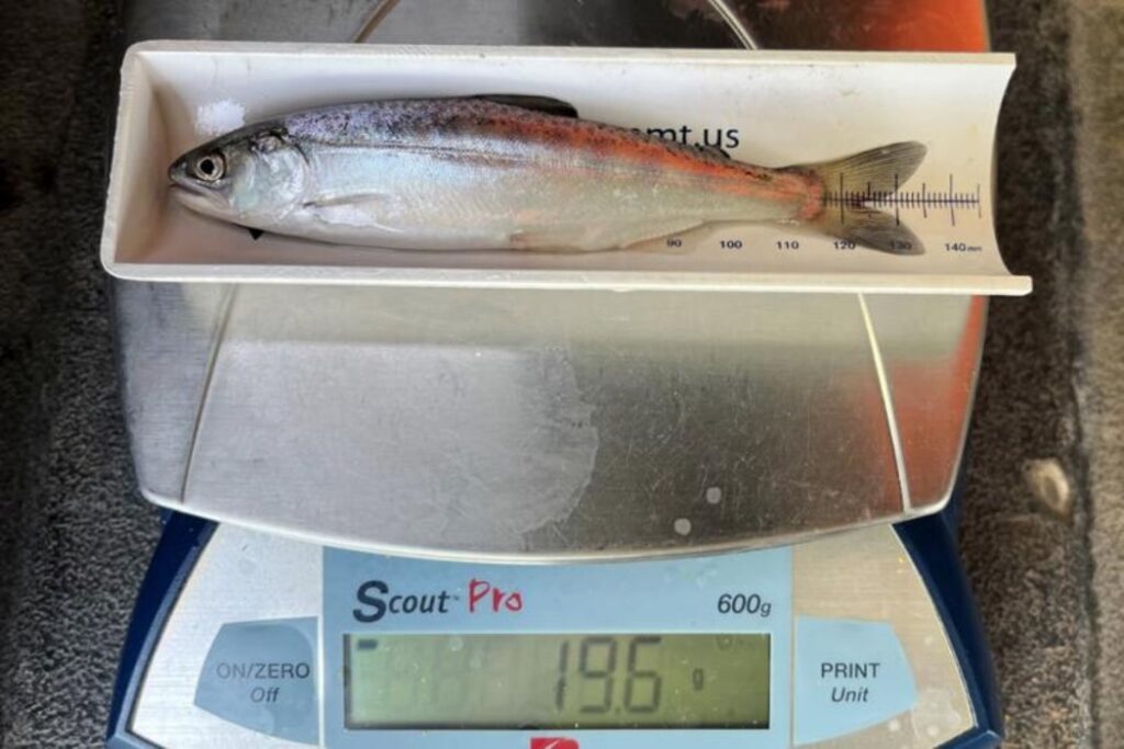 Biologists measure and weigh a juvenile spring-Chinook salmon from Butte Creek. Photo: Jeremy Notch/SWFSC