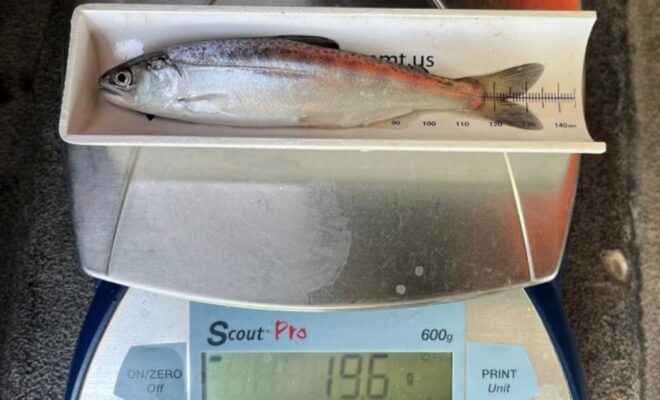 Biologists measure and weigh a juvenile spring-Chinook salmon from Butte Creek. Photo: Jeremy Notch/SWFSC