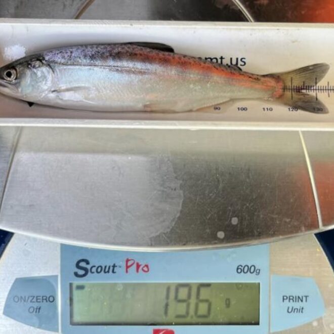 Biologists measure and weigh a juvenile spring-Chinook salmon from Butte Creek. Photo: Jeremy Notch/SWFSC