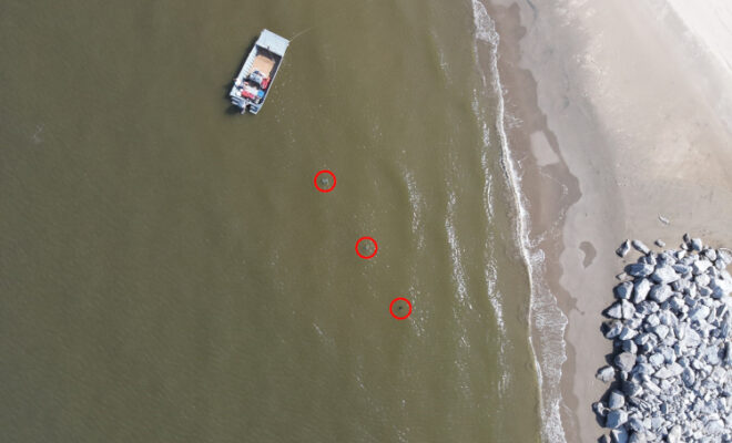 These toy sea turtles, circled in red, were photographed using a drone flying at 128 feet altitude. Credit: NOAA Fisheries
