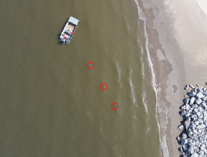 These toy sea turtles, circled in red, were photographed using a drone flying at 128 feet altitude. Credit: NOAA Fisheries