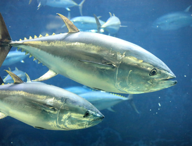 Pacific bluefin tuna swim underwater. Credit: Adobe Stock