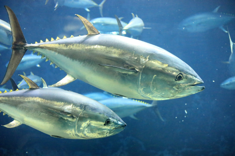 Pacific bluefin tuna swim underwater. Credit: Adobe Stock