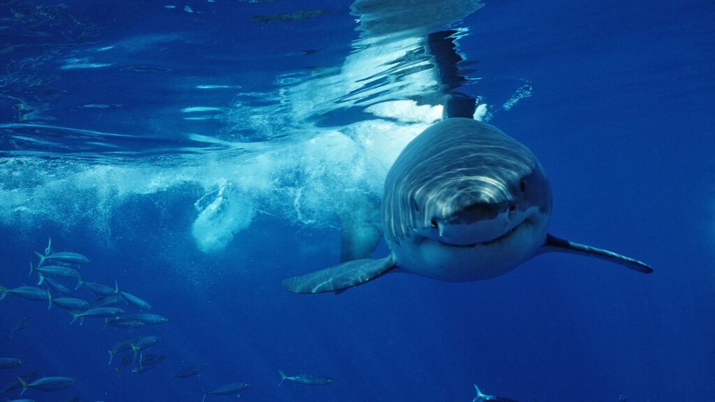 Image Credit: Getty Images