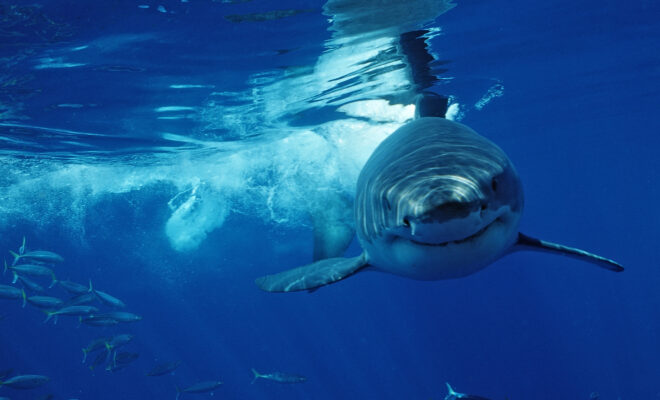 Image Credit: Getty Images