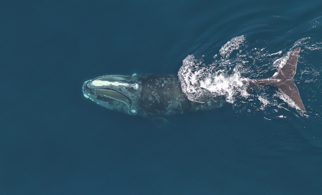 North Atlantic right whale feeding. (Image credit: Christin Khan/NOAA Fisheries)
