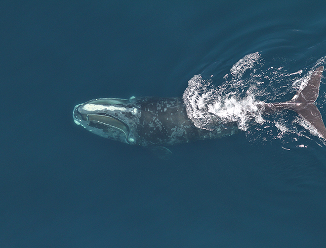 North Atlantic right whale feeding. (Image credit: Christin Khan/NOAA Fisheries)