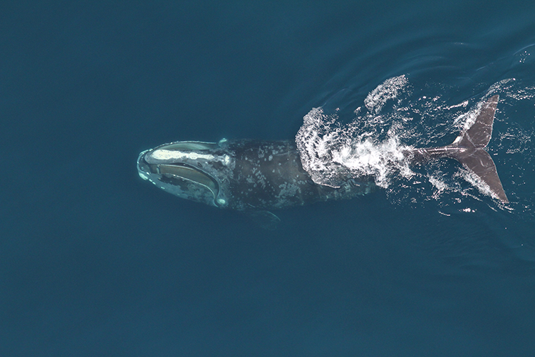 North Atlantic right whale feeding. (Image credit: Christin Khan/NOAA Fisheries)