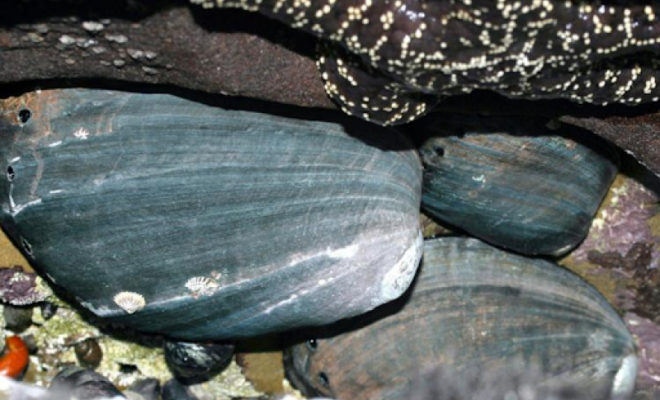 Black abalone are an endangered marine snail that face climate change threats such as increased water temperatures, sedimentation, and ocean acidification. Credit: NOAA Fisheries.